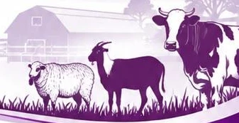 Cow, goat and sheep illustration from the NOOR letterhead